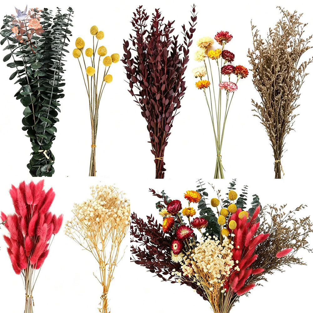 ドライフラワーの詰め合わせセット。7種類の天然ユーカリの葉を - Florist Supply Bulk のレビューと価格