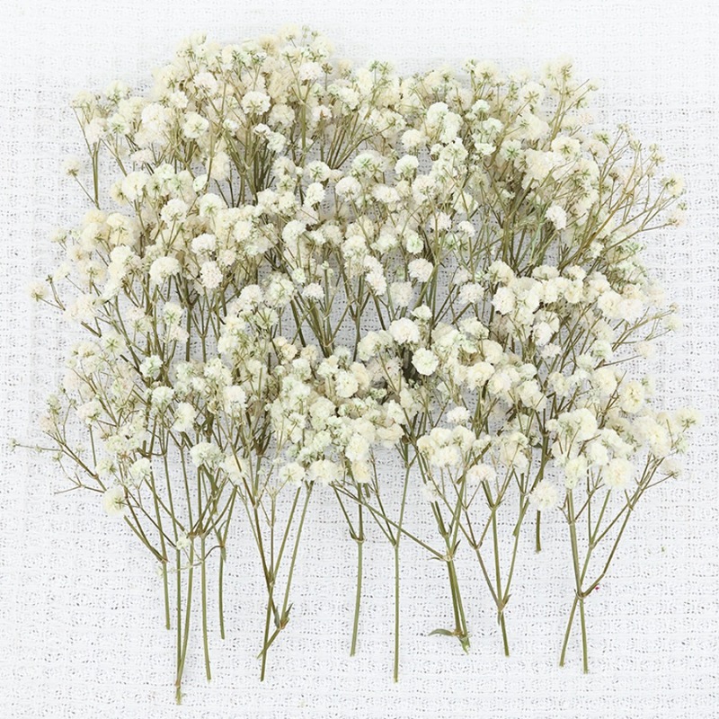 50個入り天然ドライジプソフィラ（ベイビーズブレス）フラワー - Florist Supply Vases のレビューと価格