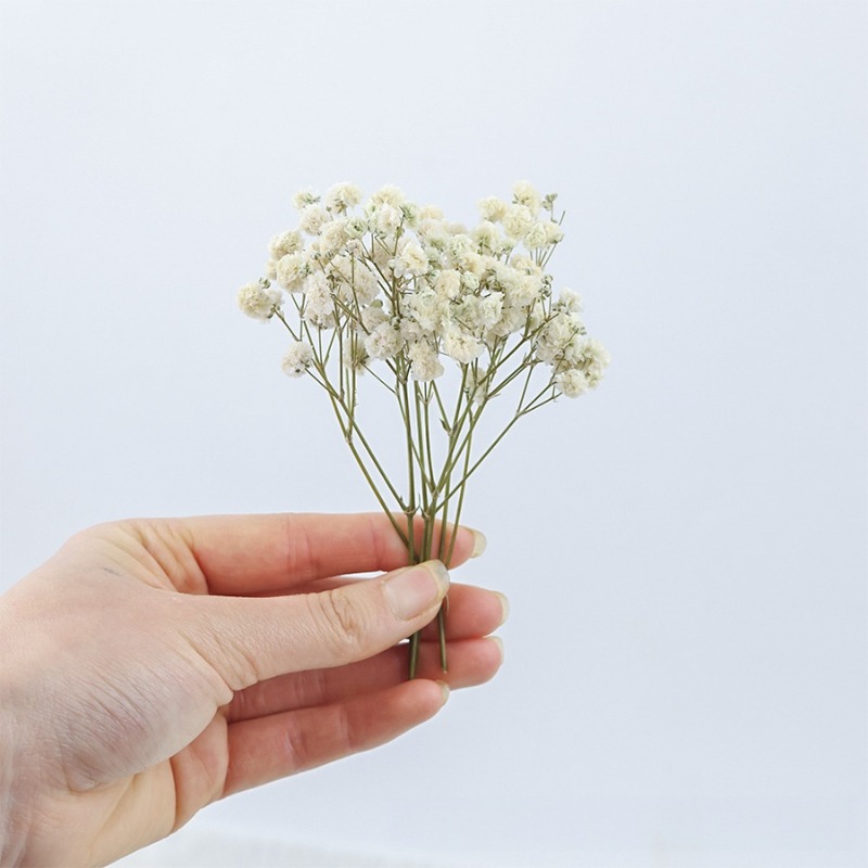 50個入り天然ドライジプソフィラ（ベイビーズブレス）フラワー - Florist Supply Vases のレビューと価格